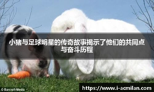米兰体育下载